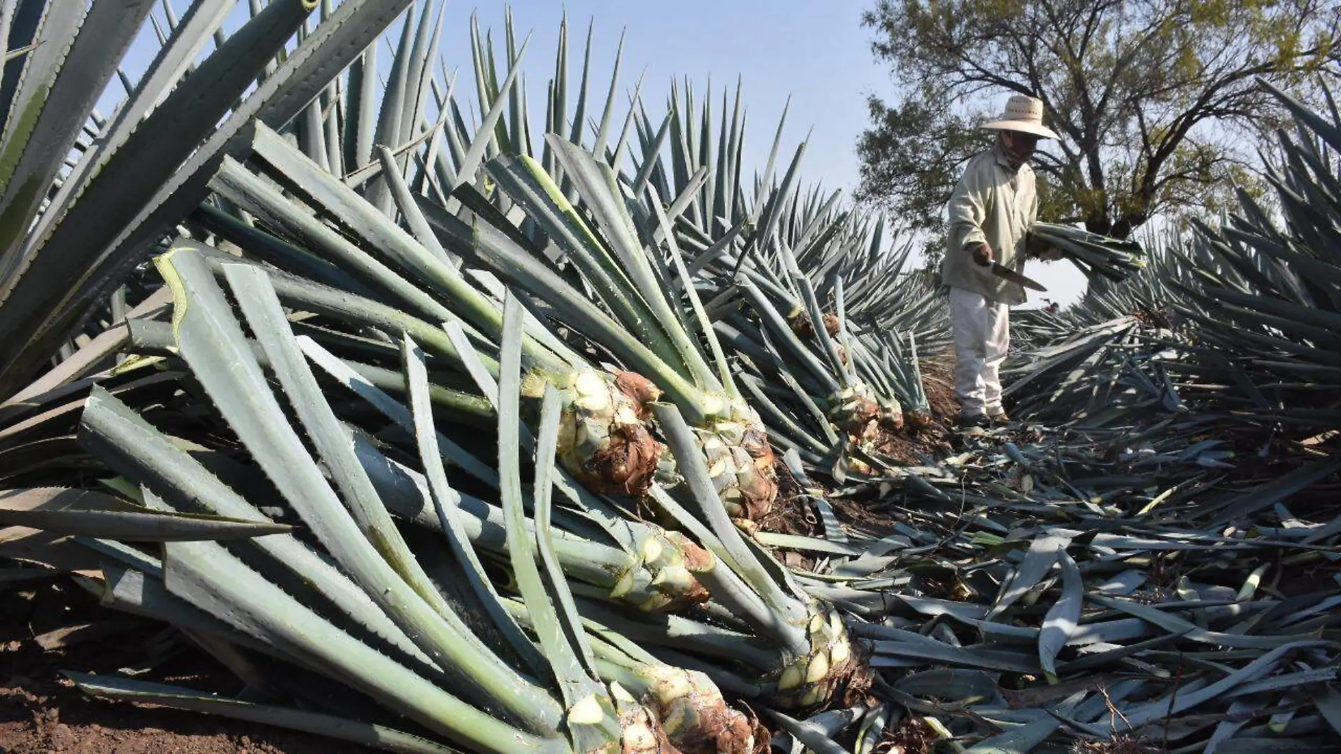 agave 1